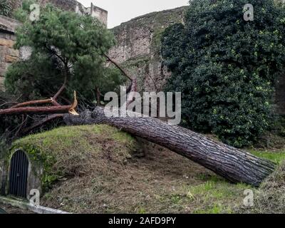 Rome, Italie. 14 Décembre, 2019. Les arbres tombés à Rome et sur la côte des rafales de vent atteignant 100 km/h. À partir de début de l'après-midi du 13 décembre à Rome il y a eu plus de 360 interventions des pompiers et de la police locale. Après l'alerte lancée par l'Proteation civile, le maire de Rome avait décidé de fermer les écoles (y compris les parcs et les cimetières) (Photo par Patrizia Cortellessa/Pacific Press) Credit : Pacific Press Agency/Alamy Live News Banque D'Images