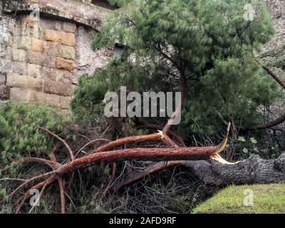 Rome, Italie. 14 Décembre, 2019. Les arbres tombés à Rome et sur la côte des rafales de vent atteignant 100 km/h. À partir de début de l'après-midi du 13 décembre à Rome il y a eu plus de 360 interventions des pompiers et de la police locale. Après l'alerte lancée par l'Proteation civile, le maire de Rome avait décidé de fermer les écoles (y compris les parcs et les cimetières) (Photo par Patrizia Cortellessa/Pacific Press) Credit : Pacific Press Agency/Alamy Live News Banque D'Images