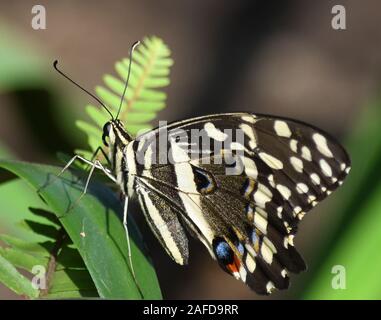 Un papillon à queue d'aronde de Citrus (Papilio demodocus) repose sur le feuillage. Parc national d'Arusha. Arusha, Tanzanie. Banque D'Images