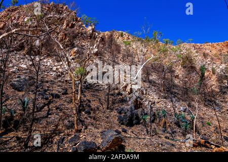 Les répercussions de la Jan 2019 de brousse et des repousses successives dans les West MacDonnell Ranges et les effets dévastateurs dans le gouffre. zone Stanley Banque D'Images