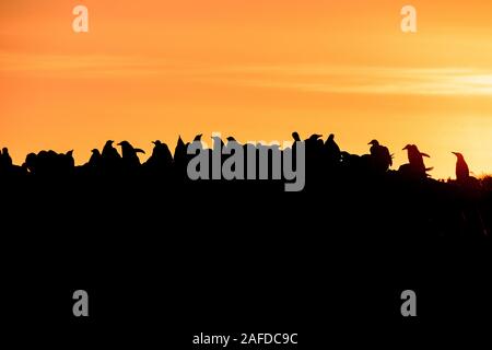Silhouettes dans une colonie de manchots Gentoo sur l'île de Sea Lion, Îles Falkland Banque D'Images