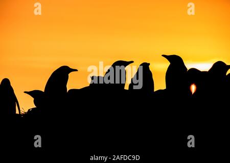 Silhouettes dans une colonie de manchots Gentoo sur l'île de Sea Lion, Îles Falkland Banque D'Images