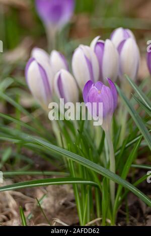 Crocus Crocus, pluriel ou croci est un genre de plantes de la famille de l'iris. Un seul crocus, un bouquet de crocus, un pré plein de crocus Banque D'Images