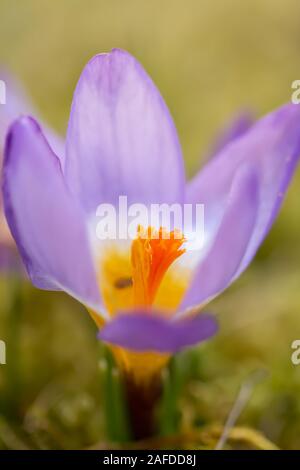 Crocus Crocus, pluriel ou croci est un genre de plantes de la famille de l'iris. Un seul crocus, un bouquet de crocus, un pré plein de crocus Banque D'Images