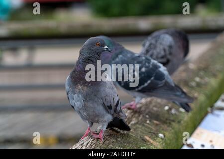 Close-up of pigeon assis sur un toit sale pendant la journée en Allemagne Banque D'Images