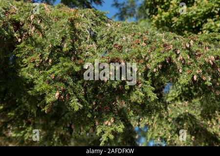 Feuillage de l'arbre conifère toujours vert, la pruche de l'Ouest (Tsuga heterophylla) avec un fond de ciel bleu vif dans un jardin boisé Banque D'Images