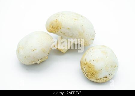 Champignons frais non cuits au chamignon isolés sur fond blanc Banque D'Images
