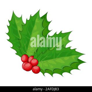 Holly Ilex, branche avec feuilles et fruits, des Rameaux de gui de Noël isolé sur fond blanc. Vector illustration de symbole de Noël. Illustration de Vecteur