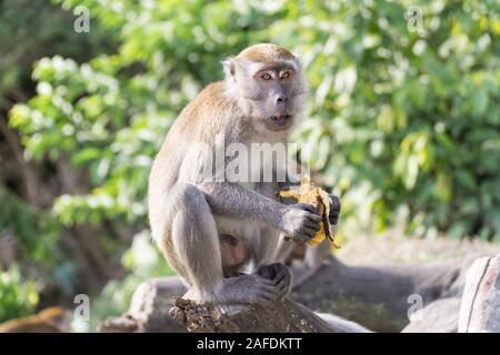 Manger du crabe sauvage aussi connu sous le nom de macaque macaque à longue queue mange banane Banque D'Images