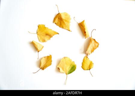 Châssis circulaire de l'automne les feuilles jaunes sur fond blanc. Carte d'automne chute Banque D'Images