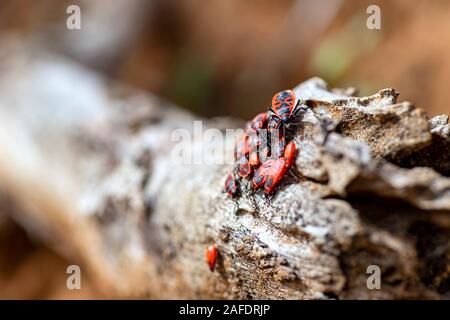 Groupe d'firebugs assis sur la branche sèche. Macro-vision, selective focus Banque D'Images