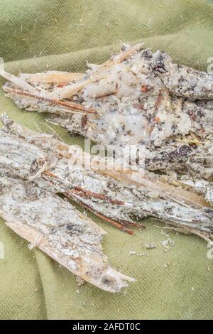 Macro close-up de la résine du pin de Monterey Pinus endommagé tempête / Pinus radiata. La résine est inflammable et utilisée pour l'éclairage des feux de survie d'urgence. Banque D'Images