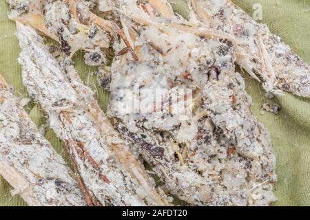 Macro close-up de la résine du pin de Monterey Pinus endommagé tempête / Pinus radiata. La résine est inflammable et utilisée pour l'éclairage des feux de survie d'urgence. Banque D'Images