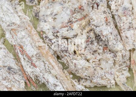 Macro close-up de la résine du pin de Monterey Pinus endommagé tempête / Pinus radiata. La résine est inflammable et utilisée pour l'éclairage des feux de survie d'urgence. Banque D'Images