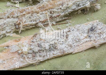 Macro close-up de la résine du pin de Monterey Pinus endommagé tempête / Pinus radiata. La résine est inflammable et utilisée pour l'éclairage des feux de survie d'urgence. Banque D'Images