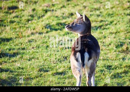 Belle Deer Standing on Meadow Banque D'Images