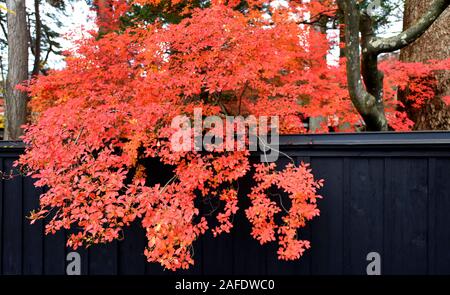 Kanundate Akita Japon Banque D'Images