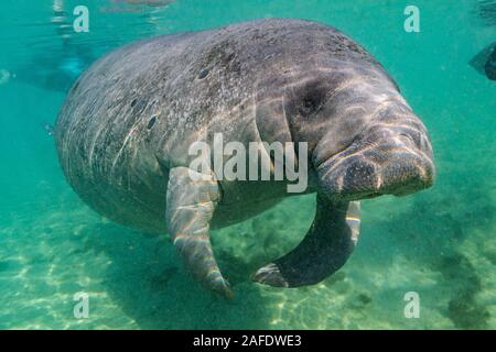 Un grand, sympathique, ludique lamantin des Antilles (Trichechus manatus) s'approche de la caméra pour son close up. Banque D'Images