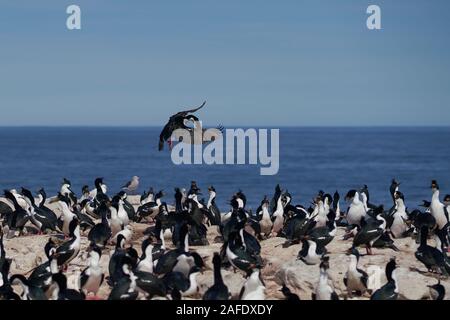 Shag Phalacrocorax atriceps impériale (albiventer) transportant des algues pour être utilisé comme matériau de nidification sur l'île de Sea Lion dans les îles Falkland Banque D'Images