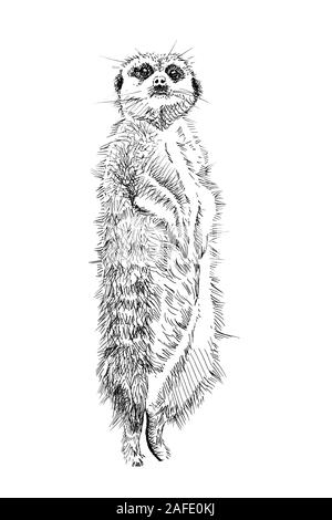 Meerkat dessinés à la main, croquis, illustration monochrome graphique sur fond blanc (originaux, pas de traces) Banque D'Images