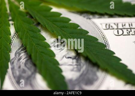 Medical Marijuana cannabis feuille sur one hundred dollar bill. Une feuille de marijuana pour l'argent, les dollars et le cannabis, un cadre juridique et d'affaires sur le marché noir. Banque D'Images