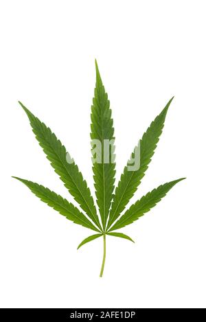 Feuille de cannabis, de marijuana isolated over white background. Banque D'Images