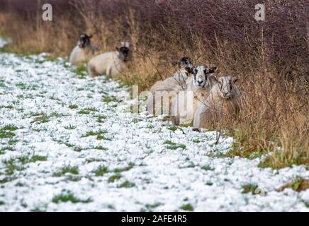 Whitewell, Clitheroe, Lancashire, Royaume-Uni. Le 15 décembre 2019. La recherche d'une brebis Mule peu d'abri dans la neige en bas de couverture à Whitewell, Clitheroe, Lancashire. Crédit : John Eveson/Alamy Live News Banque D'Images