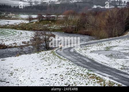 Whitewell, Clitheroe, Lancashire, Royaume-Uni. Le 15 décembre 2019. Lonk moutons dans la neige à Whitewell, Clitheroe, Lancashire. Crédit : John Eveson/Alamy Live News Banque D'Images