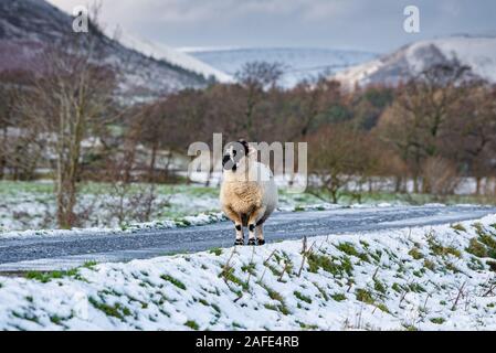 Whitewell, Clitheroe, Lancashire, Royaume-Uni. Le 15 décembre 2019. Lonk une brebis dans la neige à Whitewell, Clitheroe, Lancashire. Crédit : John Eveson/Alamy Live News Banque D'Images