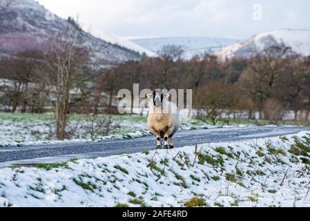 Whitewell, Clitheroe, Lancashire, Royaume-Uni. Le 15 décembre 2019. Lonk une brebis dans la neige à Whitewell, Clitheroe, Lancashire. Crédit : John Eveson/Alamy Live News Banque D'Images