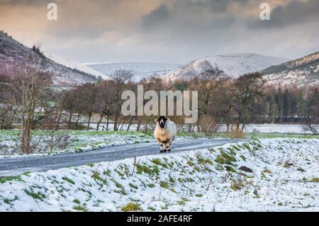 Whitewell, Clitheroe, Lancashire, Royaume-Uni. Le 15 décembre 2019. Lonk une brebis dans la neige à Whitewell, Clitheroe, Lancashire. Crédit : John Eveson/Alamy Live News Banque D'Images