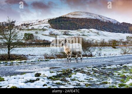 Whitewell, Clitheroe, Lancashire, Royaume-Uni. Le 15 décembre 2019. Lonk une brebis dans la neige à Whitewell, Clitheroe, Lancashire. Crédit : John Eveson/Alamy Live News Banque D'Images