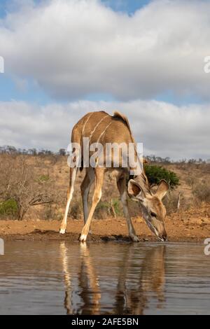 Une femelle nyala avec deux oxpeckers sur son cou boire d'une piscine Banque D'Images