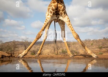 Vue de la moitié inférieure d'une girafe se préparer à boire à partir d'un pool Banque D'Images