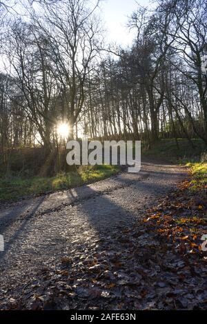 le soleil qui se brise à travers les sommets des arbres crée une touche d'objectif Banque D'Images