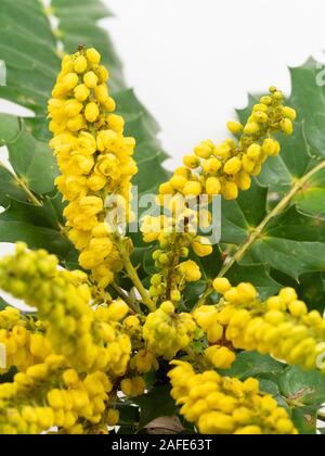 Fleurs à la verticale de l'hiver en fleurs, arbuste épineux leavef hardy, Mahonia x media 'Winter Sun' Banque D'Images