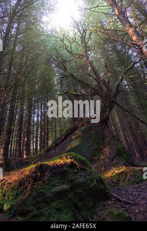 le soleil qui se brise à travers les sommets des arbres crée une touche d'objectif Banque D'Images