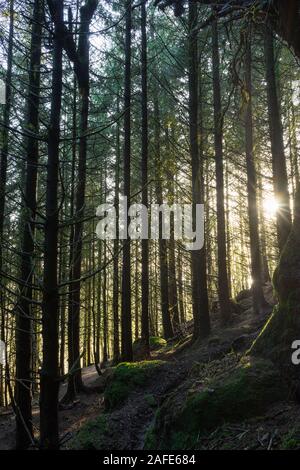 le soleil qui se brise à travers les sommets des arbres crée une touche d'objectif Banque D'Images