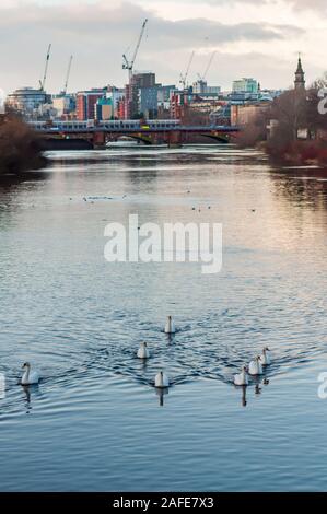 Glasgow, Ecosse, Royaume-Uni. Le 15 décembre, 2019. Météo britannique. Cygnes sur la rivière Clyde sur un jour froid et sec. Credit : Skully/Alamy Live News Banque D'Images