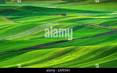 Vue sur la campagne des Pouilles, des collines, des champs verts et paysage en ruine lonely house. Poggiorsini, Bari, Italie Europe Banque D'Images