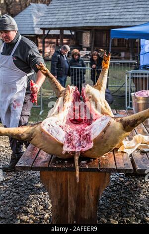 Sibiu, Roumanie - 14 décembre 2019. Abattage bouchers un cochon avec la tradition roumaine avant Noël Banque D'Images