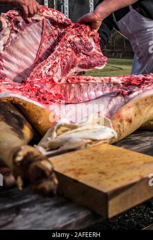 Sibiu, Roumanie - 14 décembre 2019. Abattage bouchers un cochon avec la tradition roumaine avant Noël Banque D'Images