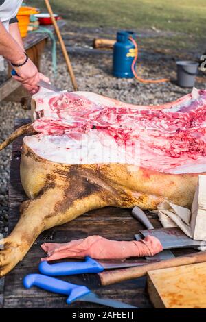 Sibiu, Roumanie - 14 décembre 2019. Abattage bouchers un cochon avec la tradition roumaine avant Noël Banque D'Images