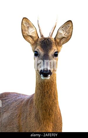 Portrait de jeune chevreuil buck isolé sur fond blanc. Banque D'Images