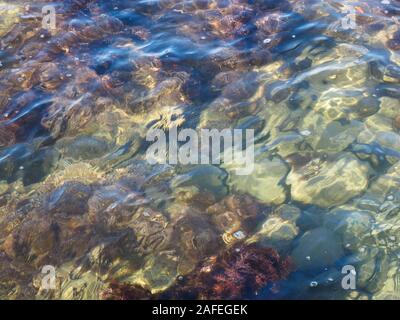 Les algues et pierre sous l'eau de mer. Tuapse, Mer Noire, Caucase Banque D'Images