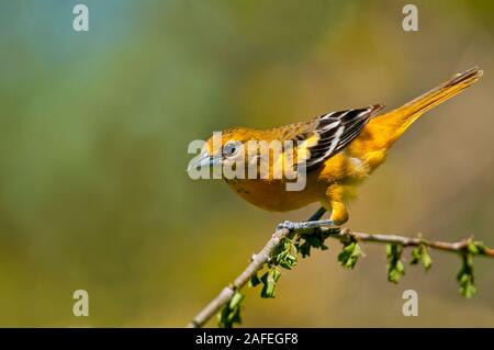 Oriole du Nord femelle Banque D'Images