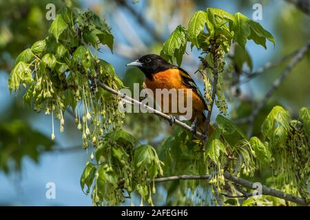 L'Oriole de Baltimore masculins dans les arbres Banque D'Images