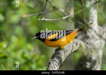 L'Oriole de Baltimore masculins dans les arbres Banque D'Images