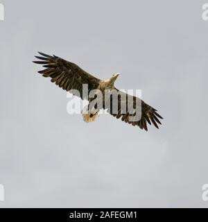 Un adulte des pygargues à queue blanche (Haliaeetus-ablicilla) contre un ciel nuageux à l'île de Runde, au nord-ouest de la Norvège. Banque D'Images