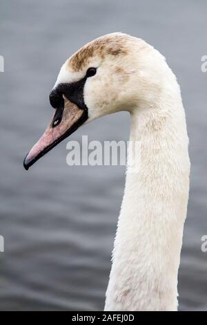 Cygne tuberculé adulte Banque D'Images